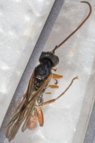 Réf. 188 205 : Hadrodactylus sp.